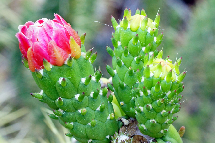 Austrocylindropuntia subulata / Opunzia subulata